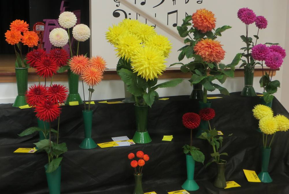  2019 Coalburn Flower Show