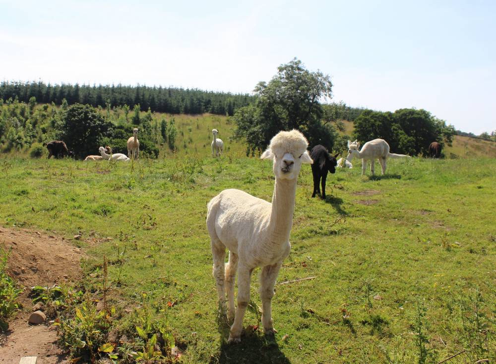 Netherton Alpacas 